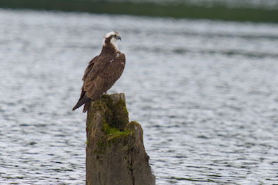 Osprey perch